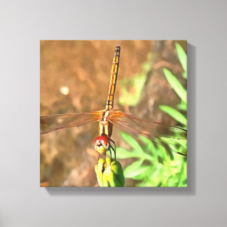Lienzo Dragonfly artístico descansando sobre la cabeza de