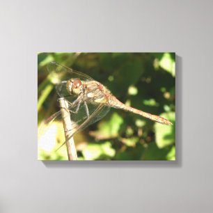 Lienzo Dragonfly on the Twig Canvas Print