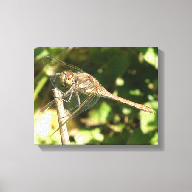 Lienzo Dragonfly on the Twig Canvas Print (Anverso)