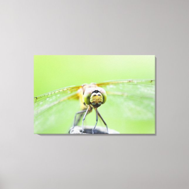 Lienzo Dragonfly (Sympetrum infuscatum) 2 (Anverso)