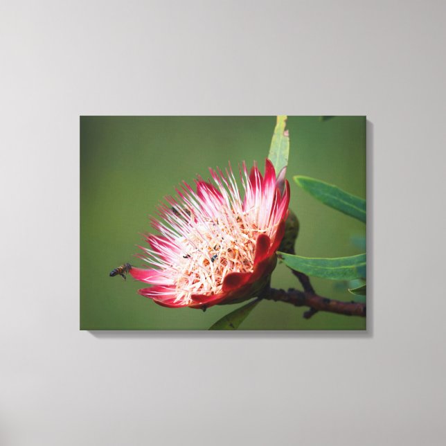 Lienzo Drakensberg Sugarbush (Protea Dracomontana) (Anverso)