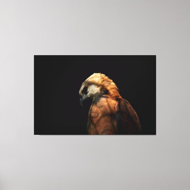 Lienzo Dramatic Low Key Portrait of a Majestic Hawk (Anverso)