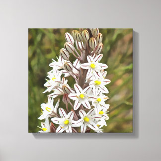 Lienzo Drimia Maritima O Island Onion Art