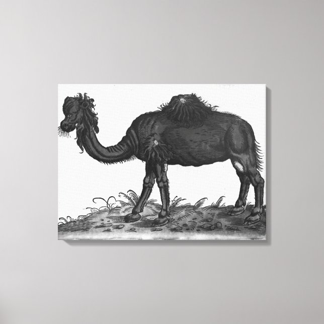 Lienzo Dromedary, de 'Animalium histórico' (Anverso)
