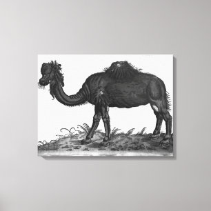 Lienzo Dromedary, de 'Animalium histórico'