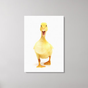 Lienzo Duckling