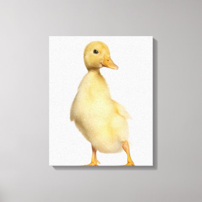 Lienzo Duckling (1 semana de edad) (Anverso)