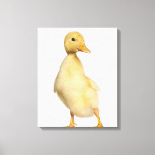 Lienzo Duckling (1 semana de edad)