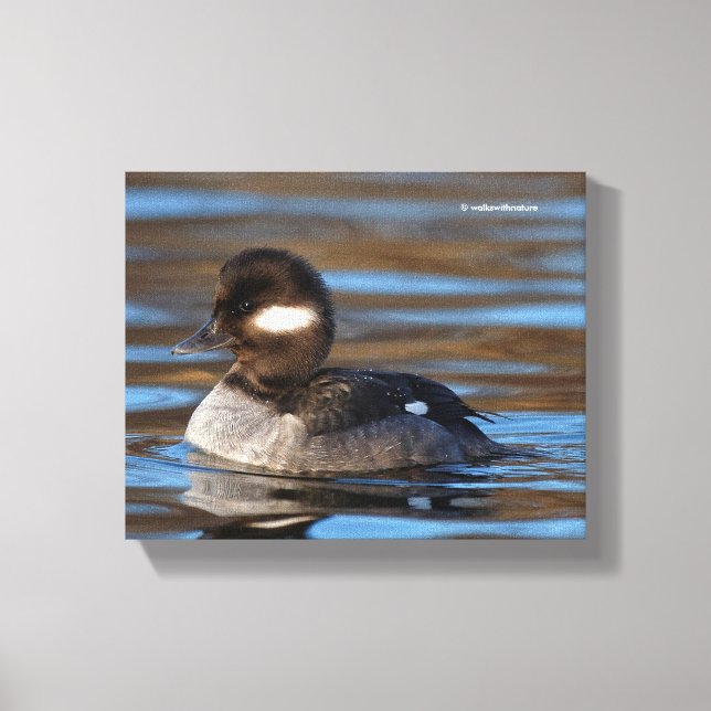 Lienzo Dulce pato de Bufflehead en las aguas soleadas (Anverso)