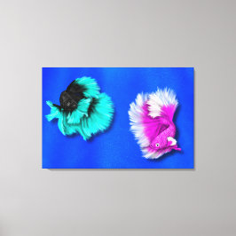 Lienzo Dúo de peces Betta, negro y azul turquesa, blanco 