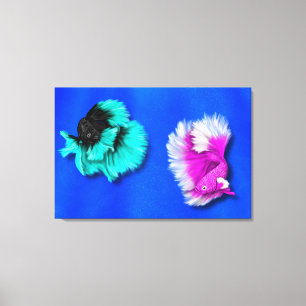 Lienzo Dúo de peces Betta, negro y azul turquesa, blanco