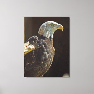 Lienzo Eagle calvo americano