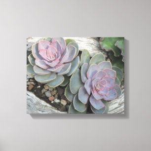 Lienzo Echeveria Suculent Wrapped Canvas