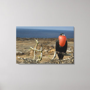 Lienzo Ecuador, Galápagos, Isla Genovesa. Príncipe