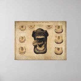 Lienzo Edades de los Dientes de la Boca del Caballo, acua