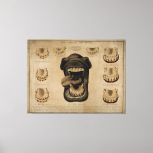 Lienzo Edades de los Dientes de la Boca del Caballo, acua