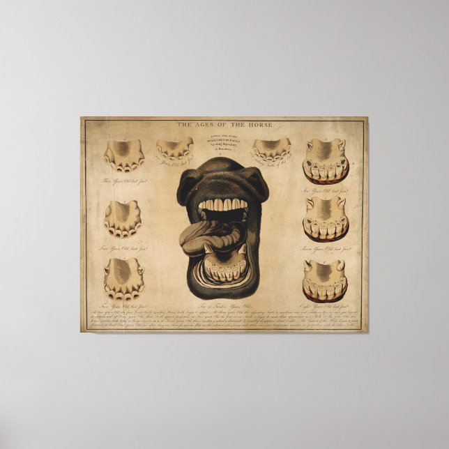 Lienzo Edades de los Dientes de la Boca del Caballo, acua (Anverso)