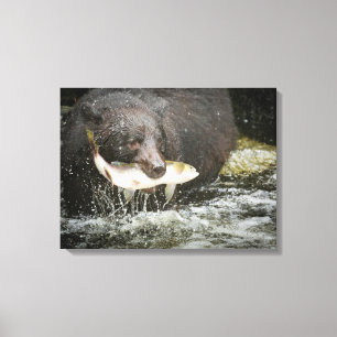 Lienzo EE. UU., Alaska, Anan Creek. Primer plano de oso n