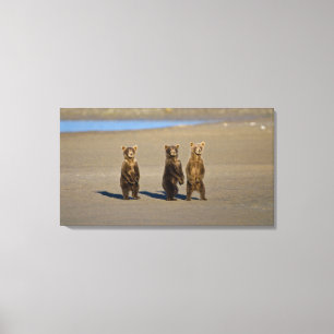 Lienzo EE. UU. Alaska. Cachorros de oso pardo costero