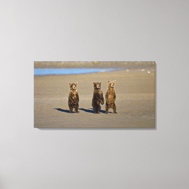 Lienzo EE. UU. Alaska. Cachorros de oso pardo costero (Anverso)