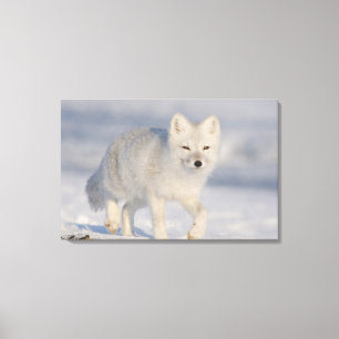 Lienzo EE. UU., Alaska, Llanura costera 1002 del ANWR. Un