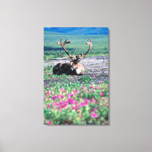 Lienzo EE. UU., Alaska, Parque Nacional Denali, Caribú