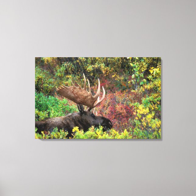 Lienzo EE.UU., Alaska, Parque Nacional Denali, Moose Bull (Anverso)