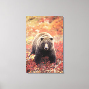 Lienzo EE. UU., Alaska, Parque Nacional Denali, osa grizz