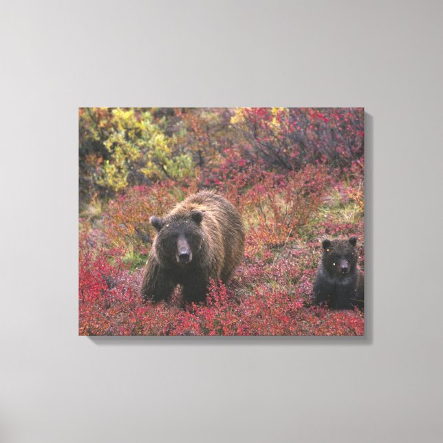 Lienzo EE. UU., Alaska, Parque Nacional Denali. Oso pardo (Anverso)