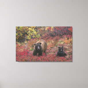Lienzo EE. UU., Alaska, Parque Nacional Denali. Oso pardo