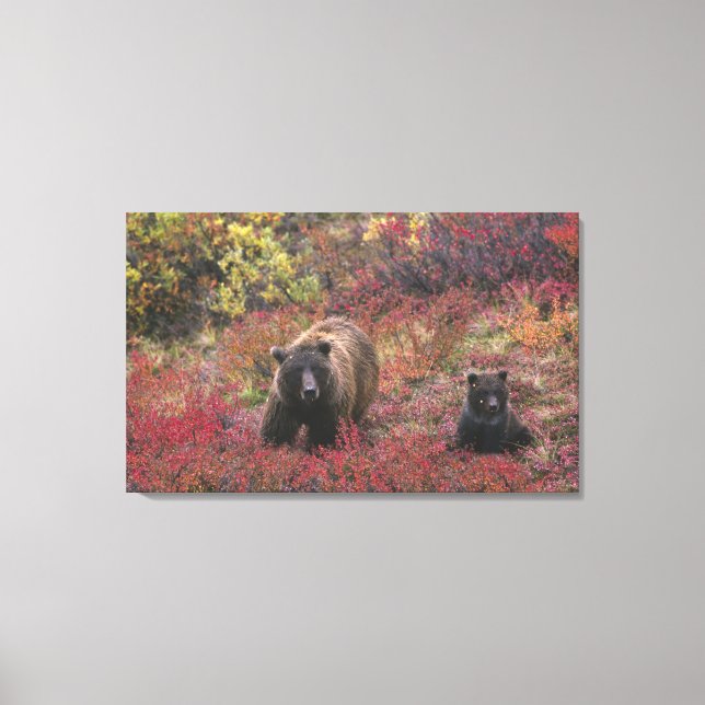 Lienzo EE. UU., Alaska, Parque Nacional Denali. Oso pardo (Anverso)