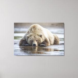 Lienzo EE. UU., Alaska, Parque Nacional Katmai, Oso Pardo