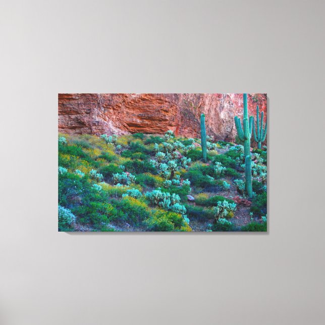 Lienzo EE. UU., Arizona. Flora del desierto (Anverso)