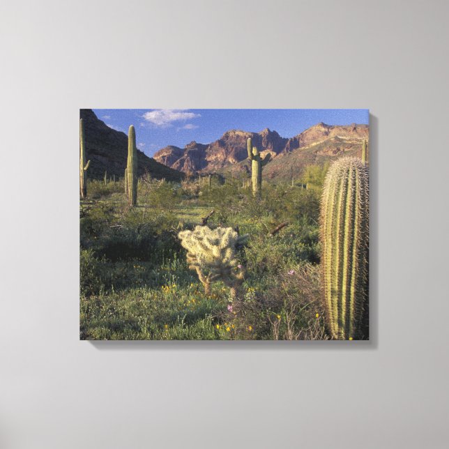 Lienzo EE. UU., Arizona, Monumento Nacional Organ Pipe. (Anverso)