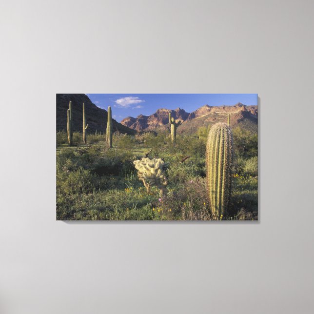 Lienzo EE. UU., Arizona, Monumento Nacional Organ Pipe. (Anverso)