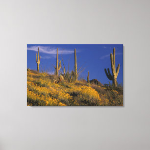 Lienzo EE. UU., Arizona, Parque Nacional Cactus de Tubo d