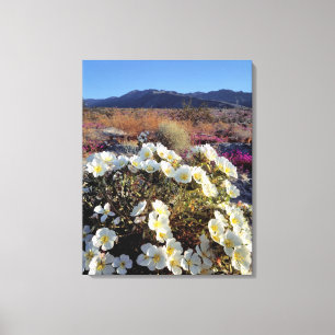 Lienzo EE. UU., California, Anza-Borrego DSP. Duna atarde