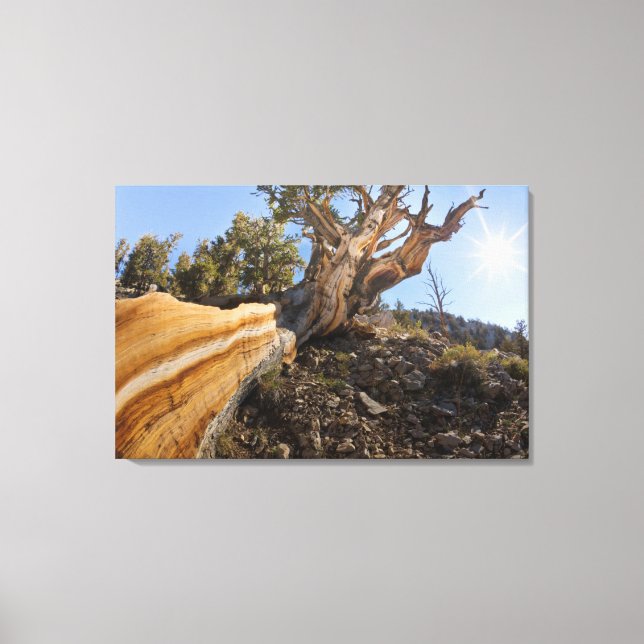 Lienzo EE. UU., California, Bosque Nacional Inyo 12 (Anverso)