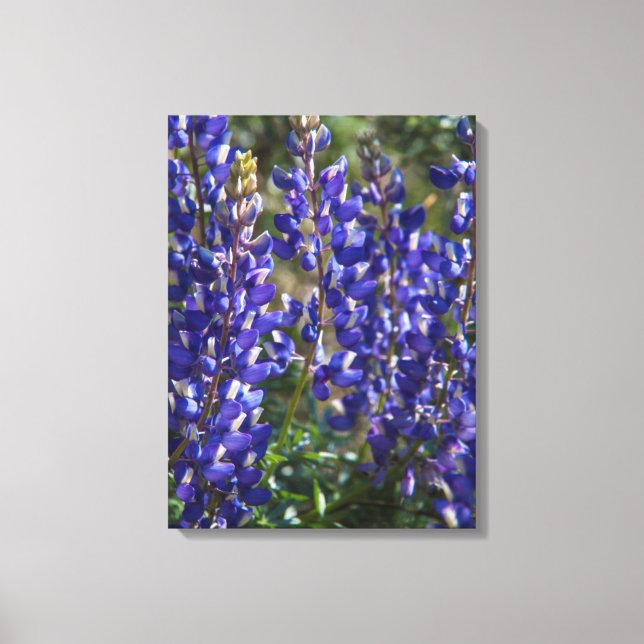 Lienzo EE.UU., California. Cierre de florecimiento de flo (Anverso)