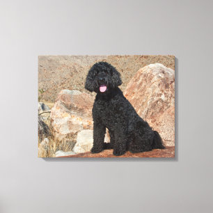 Lienzo EE. UU., California. Cuidado de Labradoodle
