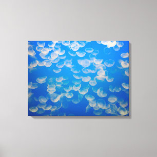 Lienzo EE.UU., California. Jellyfish En La Bahía De Monte