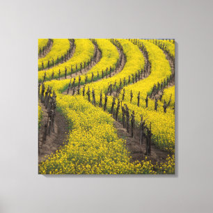 Lienzo EE. UU., California, Napa Valley, Los Carneros Ava