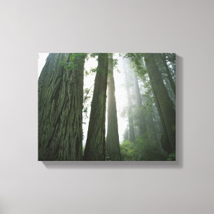 Lienzo EE.UU., California, Parque Nacional Redwood.