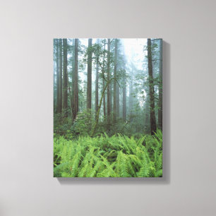 Lienzo EE. UU., California, Parque Nacional Redwood. Hele
