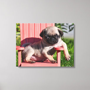 Lienzo EE. UU., California. Pug cachorro desplomado