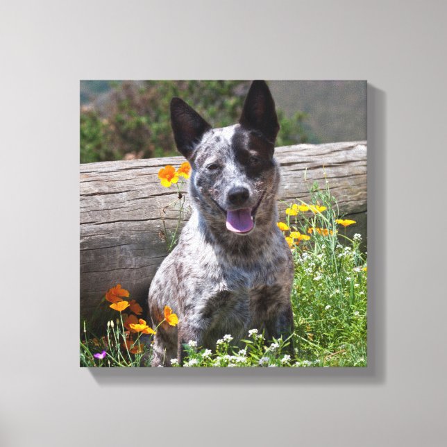 Lienzo EE.UU., California. Queensland Healer Sitting 2 (Anverso)