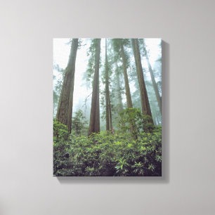 Lienzo EE.UU., California, Redwood NP. La niebla filtra e