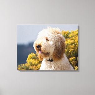Lienzo EE.UU., California. Retrato De Labradoodle 3