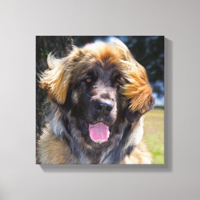 Lienzo EE. UU., California. Retrato de Leonberger sentado (Anverso)