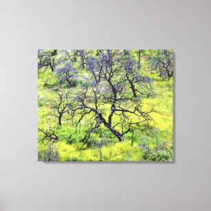 Lienzo EE. UU., California, San Diego. Un bosque de roble